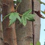 Eriolobus trilobatus Bark