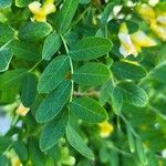 Caragana arborescens List