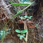 Peperomia tetraphylla Hoja