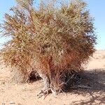 Maerua crassifolia Hábito