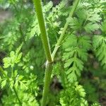 Chaerophyllum tainturieri Écorce