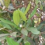 Mascarenhasia arborescens Otro