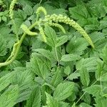 Actaea racemosa Frucht