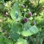 Arctium lappaFlower