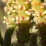 Sarcocornia fruticosa Blüte