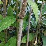 Cestrum elegans Rhisgl