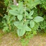 Laburnum anagyroidesLapas