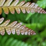 Dryopteris erythrosora 葉