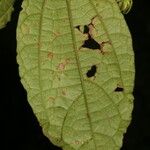 Malvaviscus arboreus Leaf