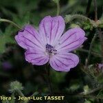 Geranium asphodeloides Floare