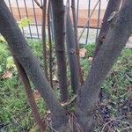 Sorbaria kirilowii Casca