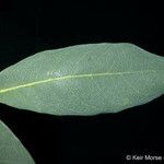 Quercus engelmannii Leaf