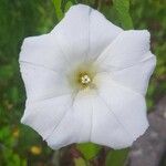 Convolvulus sepiumFlower