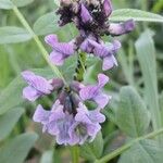 Vicia sepium Blomst