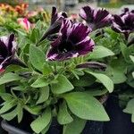 Petunia x atkinsiana Costuma