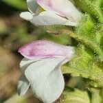 Bartsia trixago Fleur