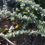 Atriplex glauca Altro