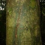 Licania laxiflora 樹皮