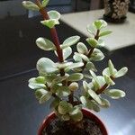 Portulacaria afra ᱥᱟᱠᱟᱢ