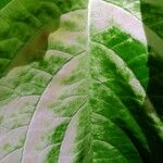 Nicotiana tabacum Blad