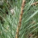 Pinus sylvestris Leaf