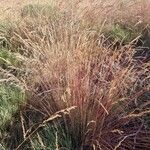 Calamagrostis epigejosFolio