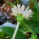 Bellidiastrum michelii फूल