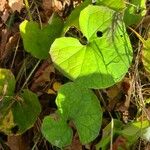 Asarum canadense Liść