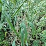 Elymus hystrix Folio