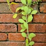 Dischidia nummularia Blatt