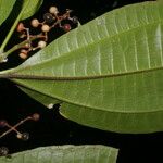 Miconia gracilis Плод