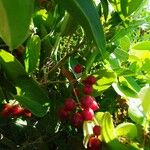 Smilax aspera Fruit