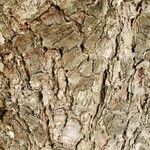 Pinus cembra Bark