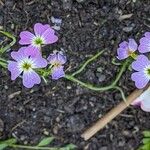 Malcolmia maritima പുഷ്പം