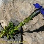 Gentiana terglouensis Hábitos