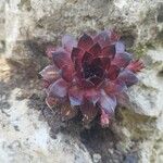 Sempervivum tectorumBlad