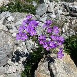 Geranium sylvaticumVirág