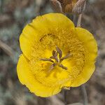 Calochortus clavatus Flower