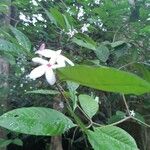 Ochrosia borbonica Квітка