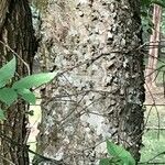 Celtis laevigata Bark