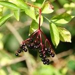 Sambucus nigra Habit