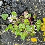 Cochlearia danica Blatt