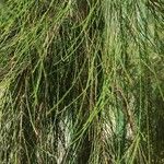 Casuarina glauca Levél