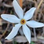 Narcissus obsoletus 花