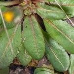 Taraxacum obovatum Blad