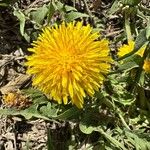 Taraxacum obliquilobum Квітка