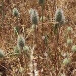 Trifolium angustifolium Natur