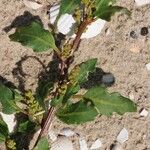 Oxybasis glauca অভ্যাস