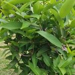 Syzygium aqueum ഇല