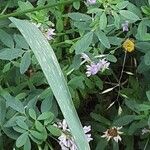 Arrhenatherum elatius 葉